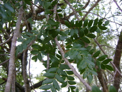 Pistacia mexicana