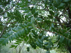 Pistacia mexicana
