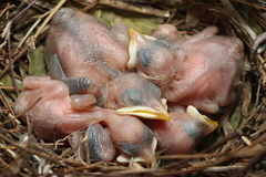 Acridotheres tristis