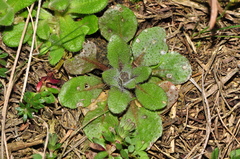 Arabidopsis thaliana