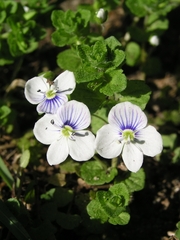 Veronica filiformis