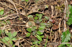 Arabidopsis thaliana