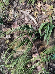 Asplenium normale