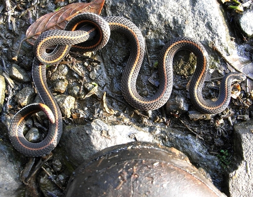Banded Malaysian Coral Snake