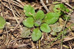 Arabidopsis thaliana