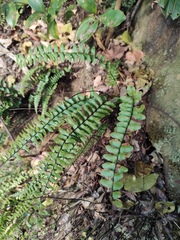Asplenium normale