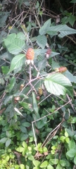 Rubus adenotrichos