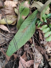 Pyrrosia lingua