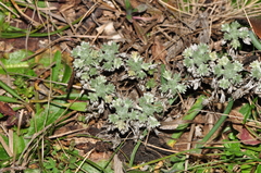 Artemisia pontica