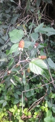 Rubus adenotrichos