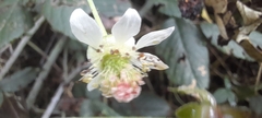 Rubus adenotrichos