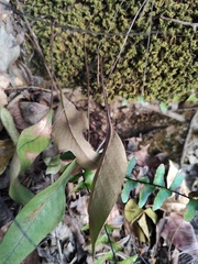 Pyrrosia lingua