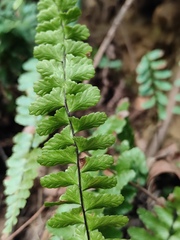 Asplenium normale