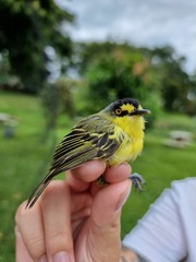 Todirostrum poliocephalum