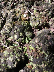 Placidium squamulosum