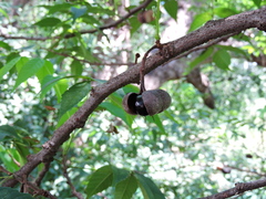 Ungnadia speciosa