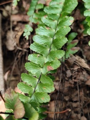 Asplenium normale