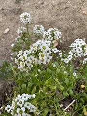 Lobularia