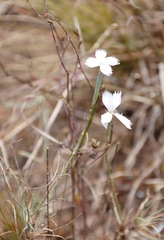 Dianthus albens