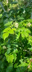 Rubus niveus