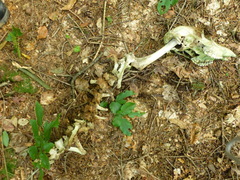 Cervus elaphus