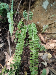 Asplenium normale