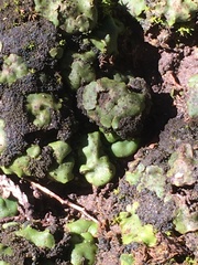 Placidium squamulosum