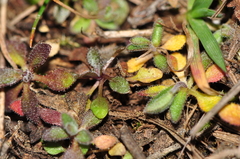 Arabidopsis thaliana