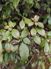 Rhododendron ovatum