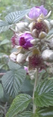 Rubus niveus