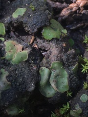 Placidium squamulosum