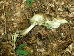 Cervus elaphus