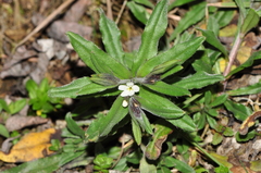 Buglossoides