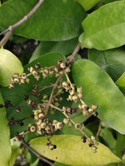 Hydrangea tomentella
