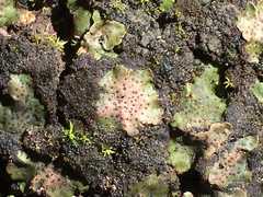 Placidium squamulosum