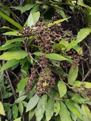 Hydrangea tomentella