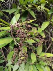 Hydrangea tomentella