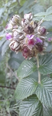 Rubus niveus