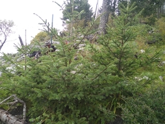 Abies vejarii