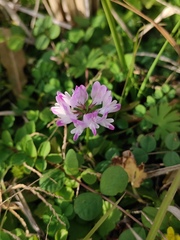 Astragalus sinicus