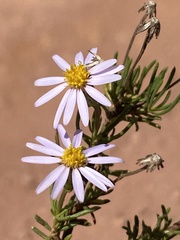 Felicia hyssopifolia