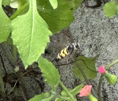 Dielis trifasciata