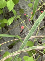 Dielis trifasciata