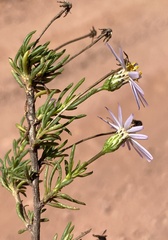 Felicia hyssopifolia