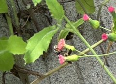 Dielis trifasciata
