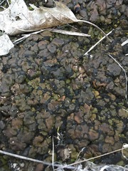 Clavascidium lacinulatum