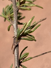 Felicia hyssopifolia