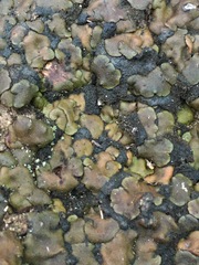 Clavascidium lacinulatum