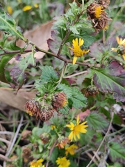 Chrysanthemum indicum