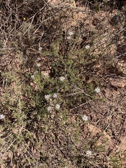 Felicia hyssopifolia